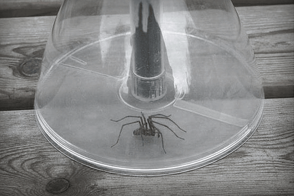 Spider Catcher Bug entfernt