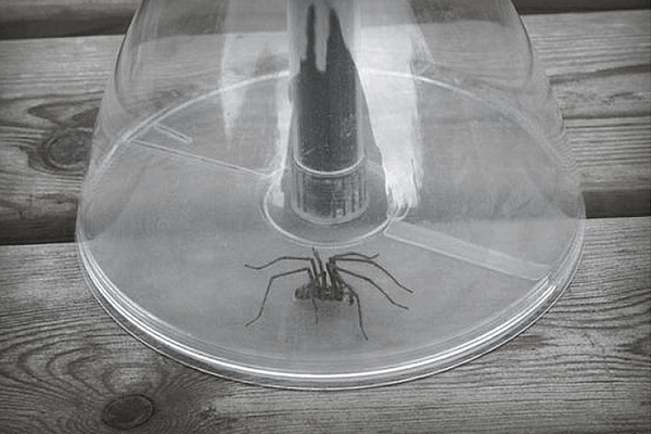 Spider Catcher Bug entfernt