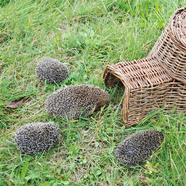 Igelkorb