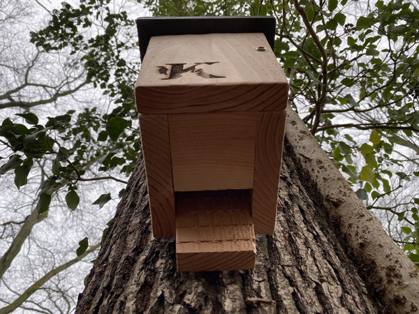 Kooprijk - Fledermaus