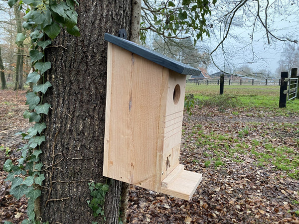 Kooprijk - Eichhörnchen