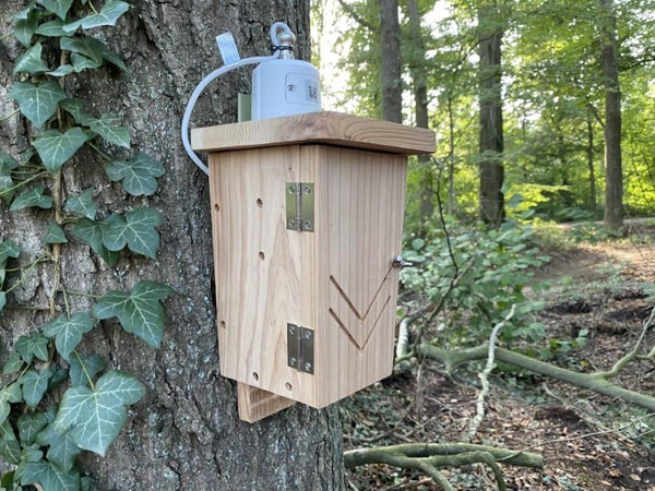 CaptureWILD - Fledermaus