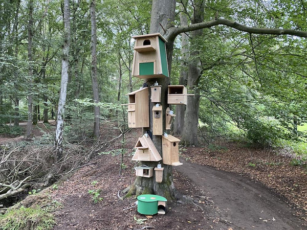 CaptureWILD - Kohlmeise