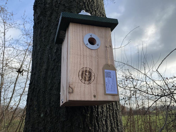 CaptureWILD - Blaumeise