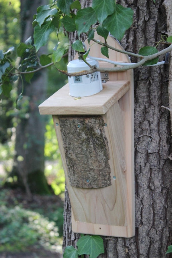 CaptureWILD - Kleiber