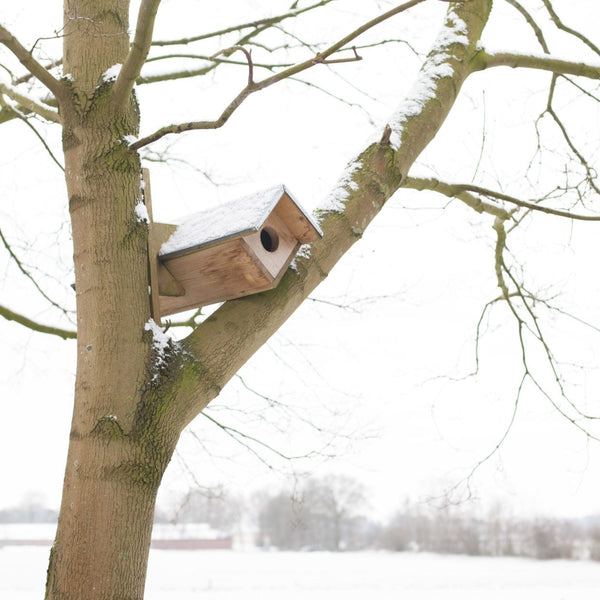 Vogelhaus der kleinen Eule
