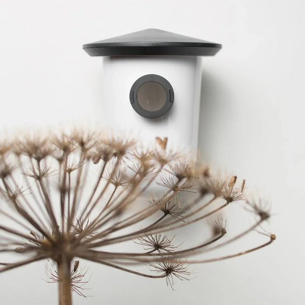 SingingFriend - wideR grau