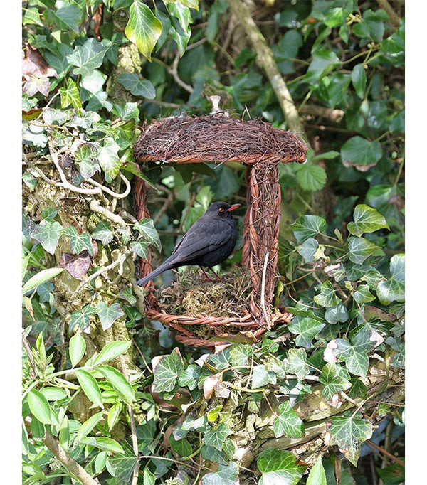 Öffnen Sie Nest Friend