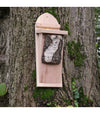 Baum CreeperBox