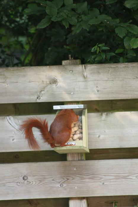 Futterstelle für Eichhörnchen