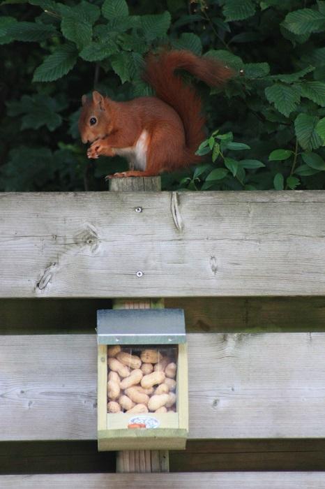Futterstelle für Eichhörnchen
