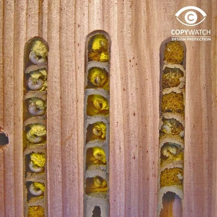 Einsamer Bienenstock