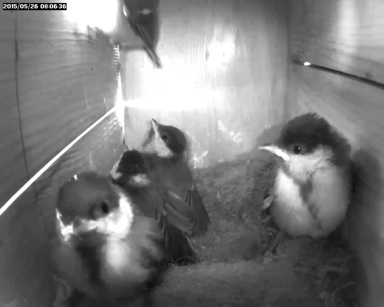 Webcam Live-Vogelhäuschen