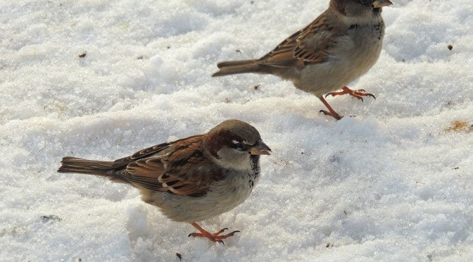 Helfen Sie Vögeln durch den Winter!