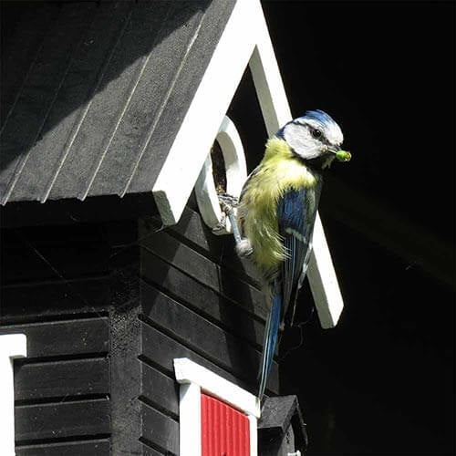 Vogelhaus Black Cottage 2-in-1 Lärchenholz | Wildlife Garden