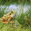 DecoAnimal Frosch kleine Holzschnitzerei