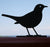 Schattenbild - Amsel