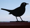 Schattenbild - Amsel