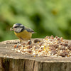 Vogelschutz - Rotkehlchenfutter