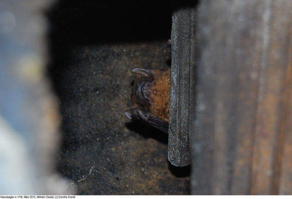 Grote vleermuis- en overwinteringskast 1FW – foto 6