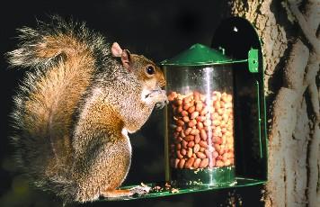 Eekhoornvoederhuisje Metaal Groen – Weerbestendig Voederhuis | CJ Wildlife – foto 3