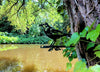 Birdwise - Amsel Nr. 2