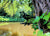 Birdwise - Amsel Nr. 2
