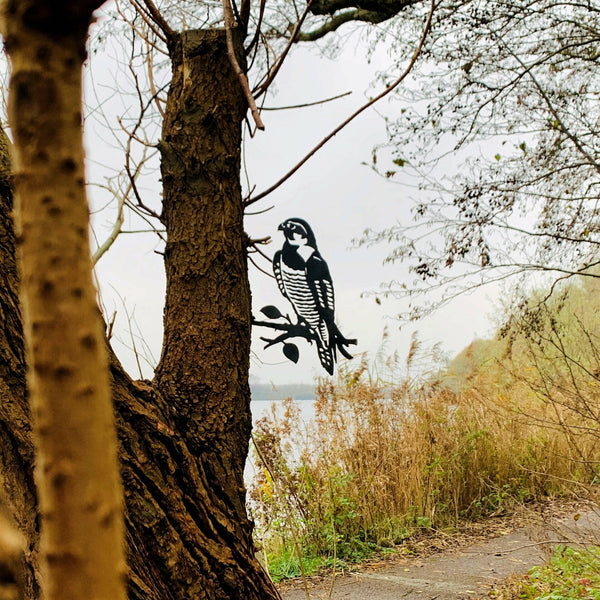 Birdwise - Wanderfalke