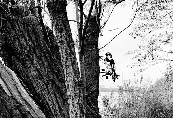 Birdwise - Wanderfalke