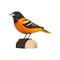 DecoBird Baltimore Pirol