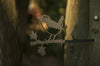 Birdwise - Zaunkönig