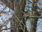 CaptureWILD - Steinkauz