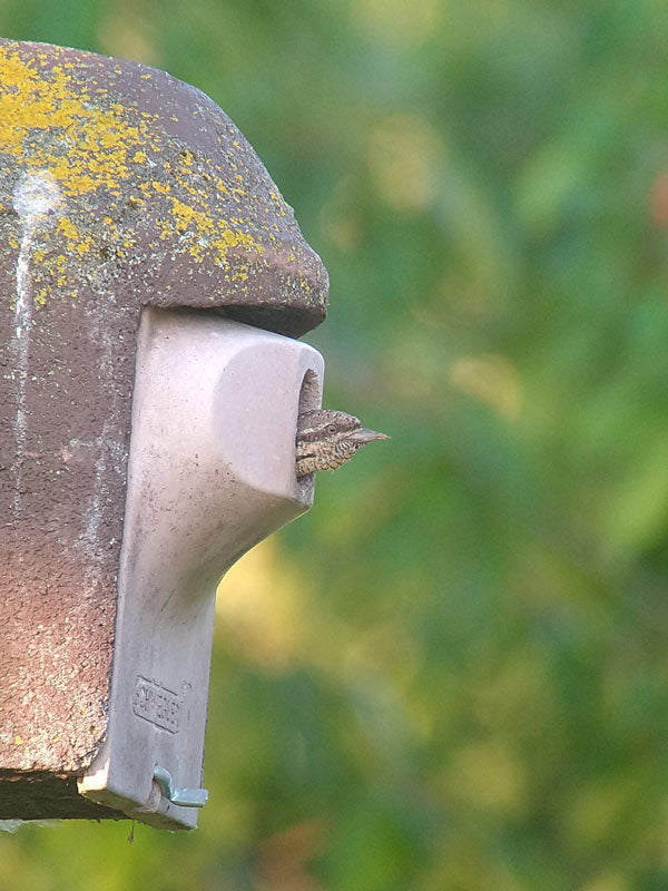Nestkast 2GR van houtbeton met extra grote broedruimte – mezen – foto 5