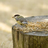Vogelschutz - Getrocknete Mehlwürmer