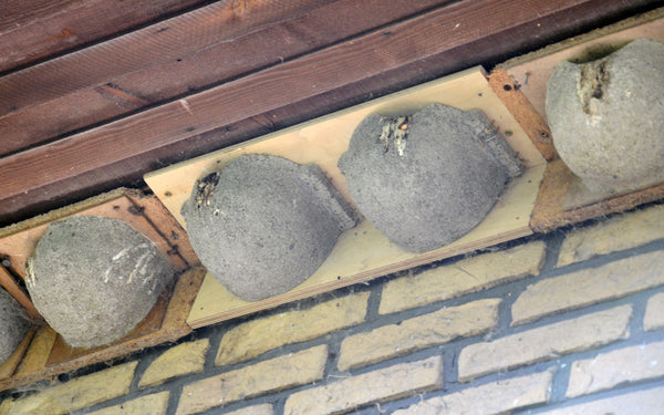 Huiszwaluwnest 9B – dubbel kunstnest op plank – foto 2