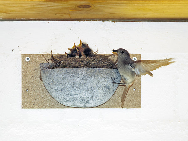 Boerenzwaluwnest nr. 10 op draagplank – foto 2