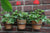 Esschert Design - Blumentopf-Aufhänger Classic für 3 St