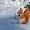 Sitzendes Eichhörnchen S