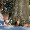 Sitzendes Eichhörnchen S