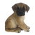 Sitzender Welpe der Deutschen Dogge