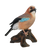 Flämischer Jay am Stamm