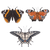 Schmetterlinge