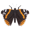 Schmetterlinge