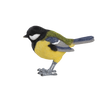 Kohlemeise