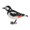 Buntspecht
