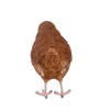 Zaunkönig