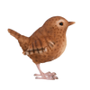 Zaunkönig