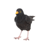 Amsel