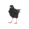 Amsel