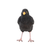Amsel